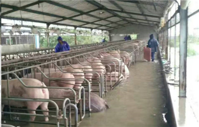 洪水無情，中糧有情——“新飼軍”與客戶攜手抗洪，共筑水產(chǎn)養(yǎng)殖防線