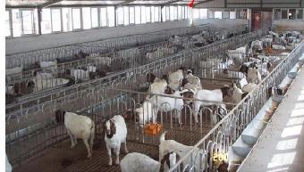 山東泰安 規(guī)模化養(yǎng)殖賦能，山羊產(chǎn)業(yè)煥發(fā)新活力